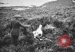 Image Expédition en Antarctique Ernest Shackleton Antarctique de Géorgie du Sud, 1921, de la seconde 60 séquences d'archives historiques vidéo 65675065861