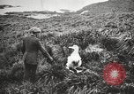Image Expédition en Antarctique Ernest Shackleton Antarctique de Géorgie du Sud, 1921, de la seconde 61 séquences d'archives historiques vidéo 65675065861