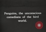 Image pingouins au cours de Shackleton expédition Géorgie du Sud, 1921, de la seconde 1 séquences d'archives historiques vidéo 65675065862