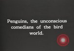 Image pingouins au cours de Shackleton expédition Géorgie du Sud, 1921, de la seconde 3 séquences d'archives historiques vidéo 65675065862
