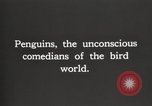 Image pingouins au cours de Shackleton expédition Géorgie du Sud, 1921, de la seconde 6 séquences d'archives historiques vidéo 65675065862
