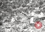 Image pingouins au cours de Shackleton expédition Géorgie du Sud, 1921, de la seconde 9 séquences d'archives historiques vidéo 65675065862