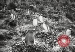 Image pingouins au cours de Shackleton expédition Géorgie du Sud, 1921, de la seconde 16 séquences d'archives historiques vidéo 65675065862