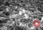 Image pingouins au cours de Shackleton expédition Géorgie du Sud, 1921, de la seconde 17 séquences d'archives historiques vidéo 65675065862