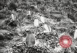 Image pingouins au cours de Shackleton expédition Géorgie du Sud, 1921, de la seconde 18 séquences d'archives historiques vidéo 65675065862