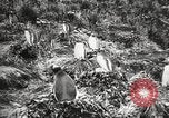 Image pingouins au cours de Shackleton expédition Géorgie du Sud, 1921, de la seconde 19 séquences d'archives historiques vidéo 65675065862