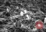 Image pingouins au cours de Shackleton expédition Géorgie du Sud, 1921, de la seconde 20 séquences d'archives historiques vidéo 65675065862