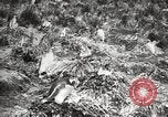 Image pingouins au cours de Shackleton expédition Géorgie du Sud, 1921, de la seconde 28 séquences d'archives historiques vidéo 65675065862