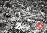 Image pingouins au cours de Shackleton expédition Géorgie du Sud, 1921, de la seconde 29 séquences d'archives historiques vidéo 65675065862