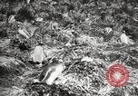 Image pingouins au cours de Shackleton expédition Géorgie du Sud, 1921, de la seconde 36 séquences d'archives historiques vidéo 65675065862