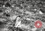 Image pingouins au cours de Shackleton expédition Géorgie du Sud, 1921, de la seconde 37 séquences d'archives historiques vidéo 65675065862