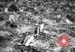 Image pingouins au cours de Shackleton expédition Géorgie du Sud, 1921, de la seconde 40 séquences d'archives historiques vidéo 65675065862