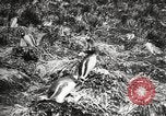 Image pingouins au cours de Shackleton expédition Géorgie du Sud, 1921, de la seconde 42 séquences d'archives historiques vidéo 65675065862