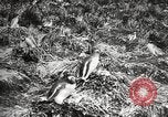 Image pingouins au cours de Shackleton expédition Géorgie du Sud, 1921, de la seconde 43 séquences d'archives historiques vidéo 65675065862