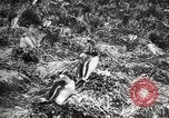Image pingouins au cours de Shackleton expédition Géorgie du Sud, 1921, de la seconde 44 séquences d'archives historiques vidéo 65675065862