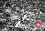 Image pingouins au cours de Shackleton expédition Géorgie du Sud, 1921, de la seconde 45 séquences d'archives historiques vidéo 65675065862