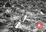 Image pingouins au cours de Shackleton expédition Géorgie du Sud, 1921, de la seconde 46 séquences d'archives historiques vidéo 65675065862