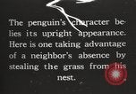 Image les pingouins nichant Géorgie du Sud, 1921, de la seconde 1 séquences d'archives historiques vidéo 65675065863