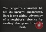 Image les pingouins nichant Géorgie du Sud, 1921, de la seconde 3 séquences d'archives historiques vidéo 65675065863
