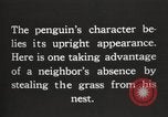 Image les pingouins nichant Géorgie du Sud, 1921, de la seconde 7 séquences d'archives historiques vidéo 65675065863