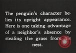 Image les pingouins nichant Géorgie du Sud, 1921, de la seconde 8 séquences d'archives historiques vidéo 65675065863