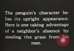 Image les pingouins nichant Géorgie du Sud, 1921, de la seconde 9 séquences d'archives historiques vidéo 65675065863
