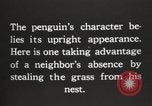 Image les pingouins nichant Géorgie du Sud, 1921, de la seconde 14 séquences d'archives historiques vidéo 65675065863