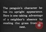Image les pingouins nichant Géorgie du Sud, 1921, de la seconde 15 séquences d'archives historiques vidéo 65675065863