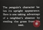 Image les pingouins nichant Géorgie du Sud, 1921, de la seconde 17 séquences d'archives historiques vidéo 65675065863