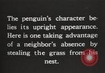 Image les pingouins nichant Géorgie du Sud, 1921, de la seconde 19 séquences d'archives historiques vidéo 65675065863