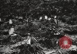 Image les pingouins nichant Géorgie du Sud, 1921, de la seconde 21 séquences d'archives historiques vidéo 65675065863