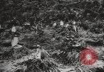 Image les pingouins nichant Géorgie du Sud, 1921, de la seconde 24 séquences d'archives historiques vidéo 65675065863