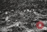 Image les pingouins nichant Géorgie du Sud, 1921, de la seconde 26 séquences d'archives historiques vidéo 65675065863
