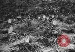 Image les pingouins nichant Géorgie du Sud, 1921, de la seconde 27 séquences d'archives historiques vidéo 65675065863