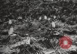 Image les pingouins nichant Géorgie du Sud, 1921, de la seconde 28 séquences d'archives historiques vidéo 65675065863