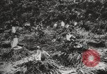 Image les pingouins nichant Géorgie du Sud, 1921, de la seconde 30 séquences d'archives historiques vidéo 65675065863