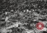 Image les pingouins nichant Géorgie du Sud, 1921, de la seconde 31 séquences d'archives historiques vidéo 65675065863