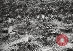 Image les pingouins nichant Géorgie du Sud, 1921, de la seconde 32 séquences d'archives historiques vidéo 65675065863