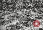 Image les pingouins nichant Géorgie du Sud, 1921, de la seconde 33 séquences d'archives historiques vidéo 65675065863