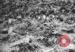 Image les pingouins nichant Géorgie du Sud, 1921, de la seconde 34 séquences d'archives historiques vidéo 65675065863