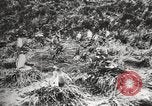 Image les pingouins nichant Géorgie du Sud, 1921, de la seconde 35 séquences d'archives historiques vidéo 65675065863