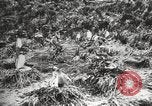 Image les pingouins nichant Géorgie du Sud, 1921, de la seconde 36 séquences d'archives historiques vidéo 65675065863