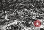 Image les pingouins nichant Géorgie du Sud, 1921, de la seconde 37 séquences d'archives historiques vidéo 65675065863