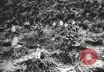 Image les pingouins nichant Géorgie du Sud, 1921, de la seconde 40 séquences d'archives historiques vidéo 65675065863