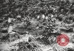 Image les pingouins nichant Géorgie du Sud, 1921, de la seconde 41 séquences d'archives historiques vidéo 65675065863