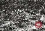 Image les pingouins nichant Géorgie du Sud, 1921, de la seconde 43 séquences d'archives historiques vidéo 65675065863