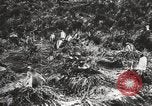 Image les pingouins nichant Géorgie du Sud, 1921, de la seconde 44 séquences d'archives historiques vidéo 65675065863