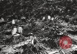 Image les pingouins nichant Géorgie du Sud, 1921, de la seconde 50 séquences d'archives historiques vidéo 65675065863