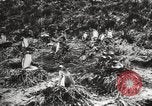 Image les pingouins nichant Géorgie du Sud, 1921, de la seconde 53 séquences d'archives historiques vidéo 65675065863