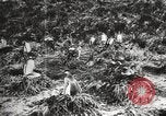 Image les pingouins nichant Géorgie du Sud, 1921, de la seconde 54 séquences d'archives historiques vidéo 65675065863